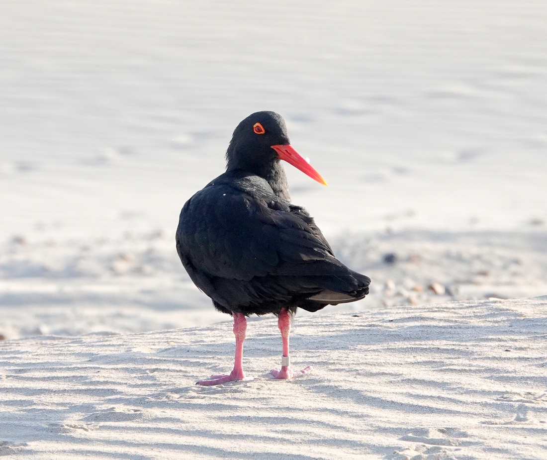 African Oystercatcher