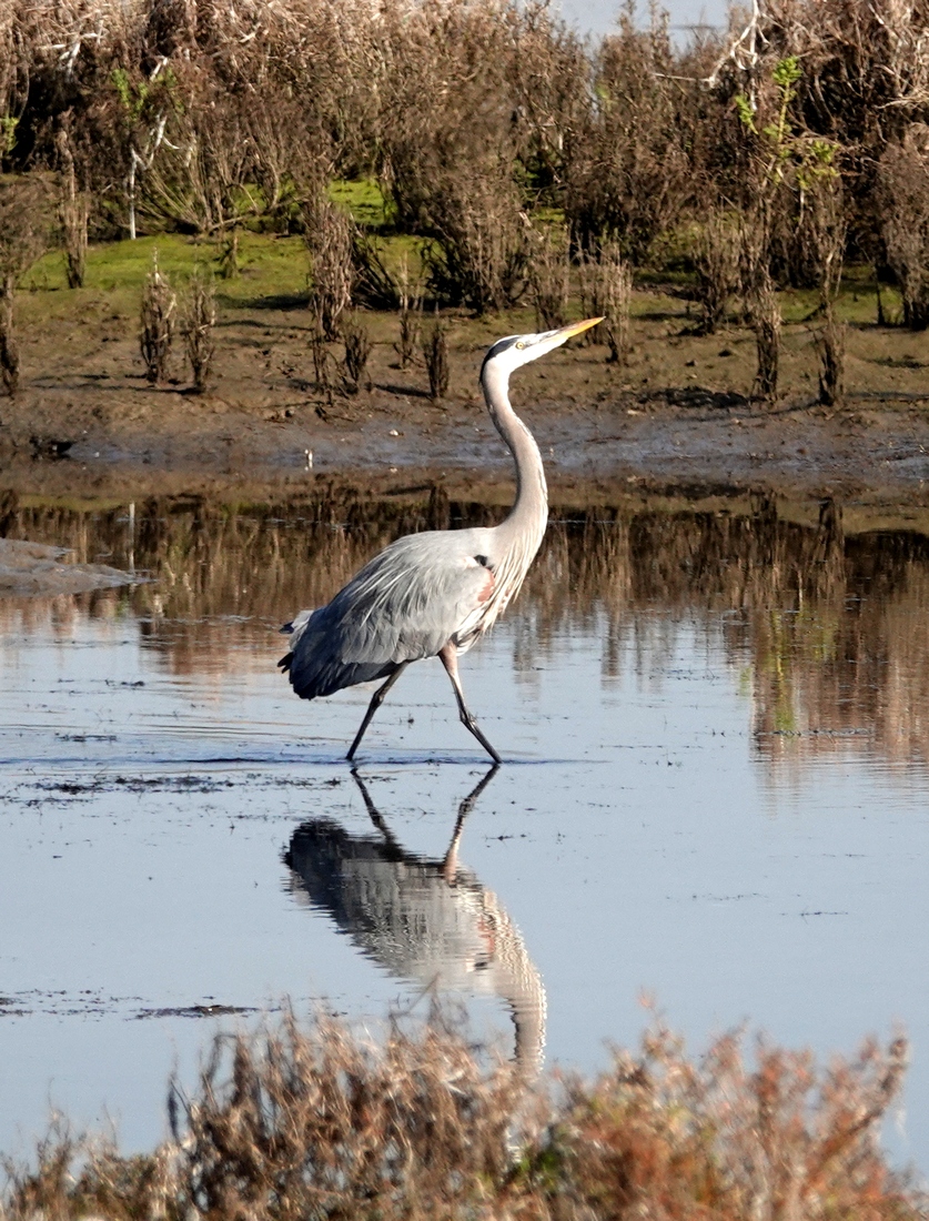 Great Blue Heron strutting its stuff