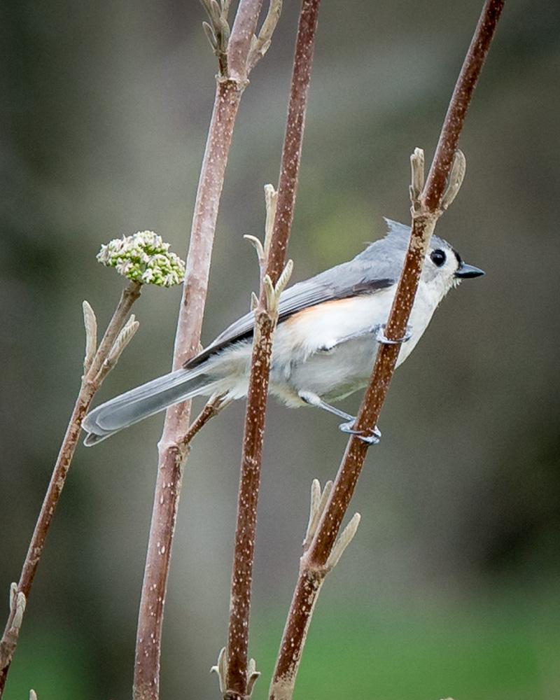 Tufted Titmouse