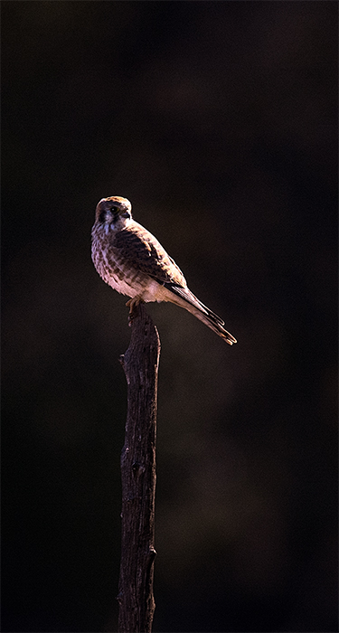 Kestrel