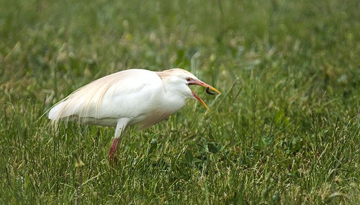 Hungry Cattle Egret