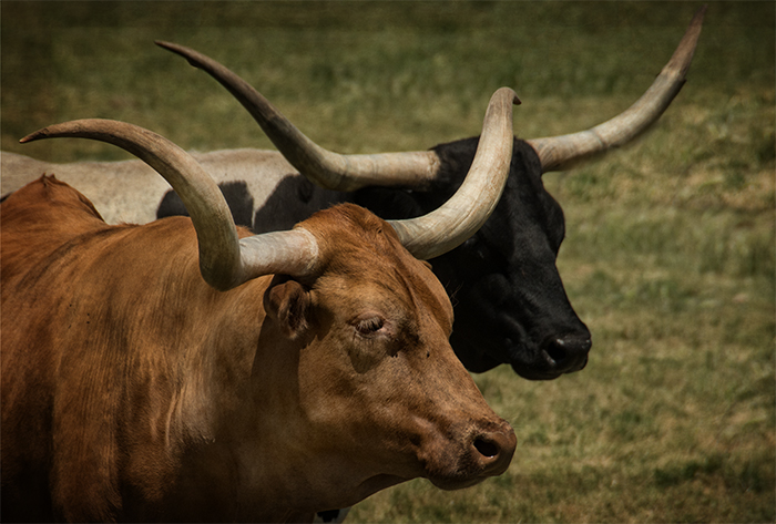 The Longhorn, Western Icon