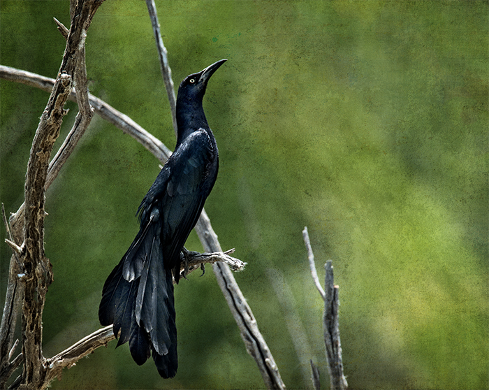 Long Tailed Grackle