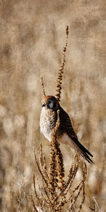 Kestrel