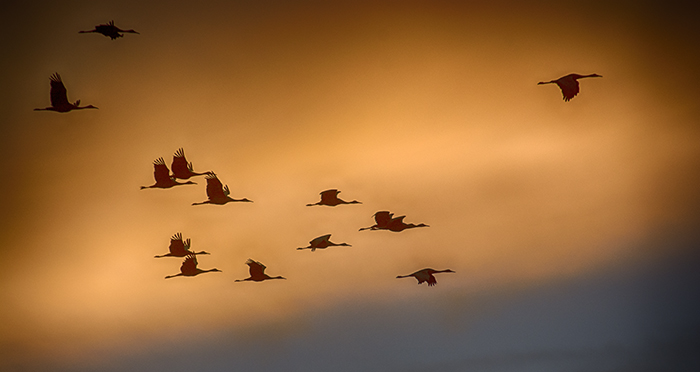 Corrales Cranes