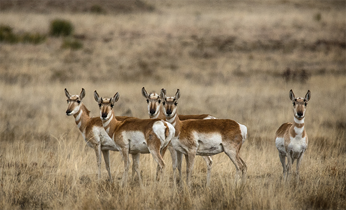 Antelope Near Cimarron, NM