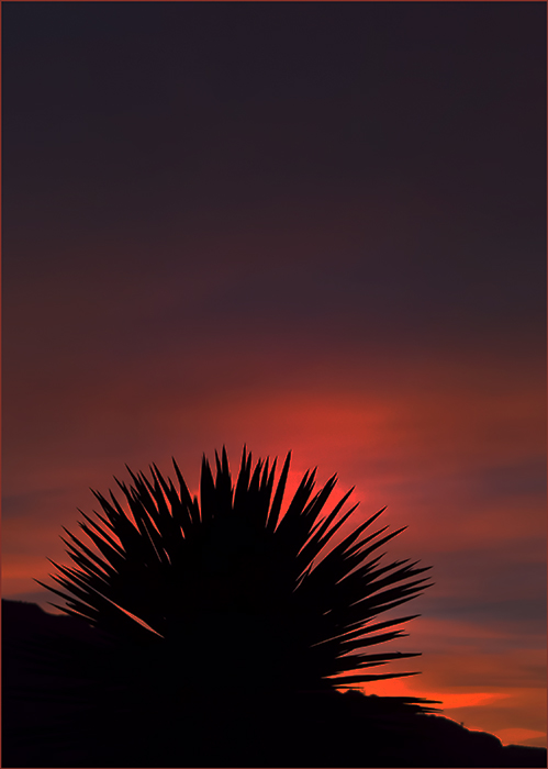 Yucca Sunrise