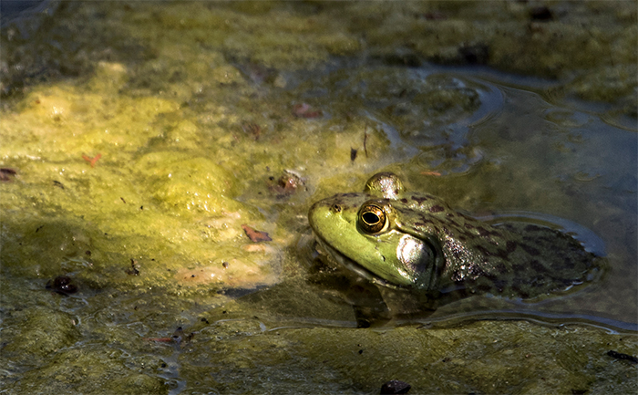 Pond Bullfrog