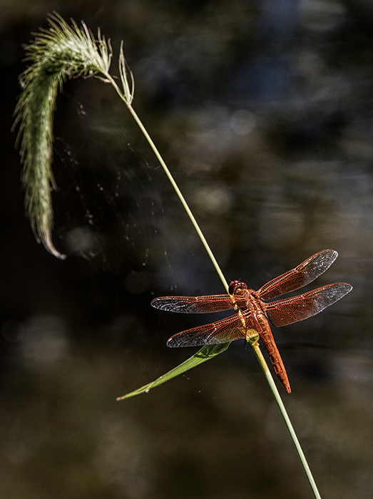 Flame Skimmer Dragonfly