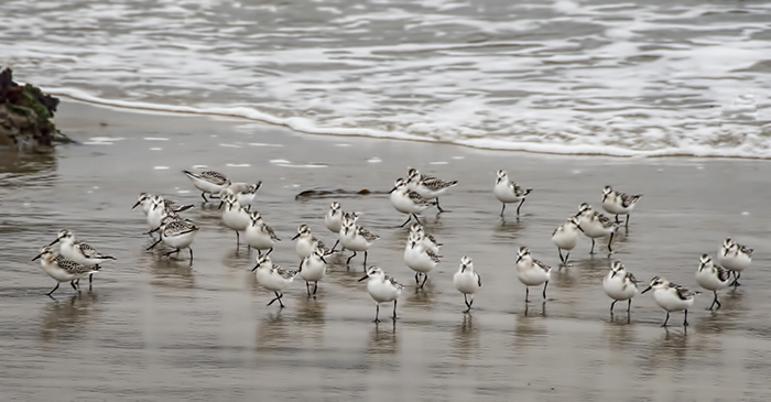 Sanderlings