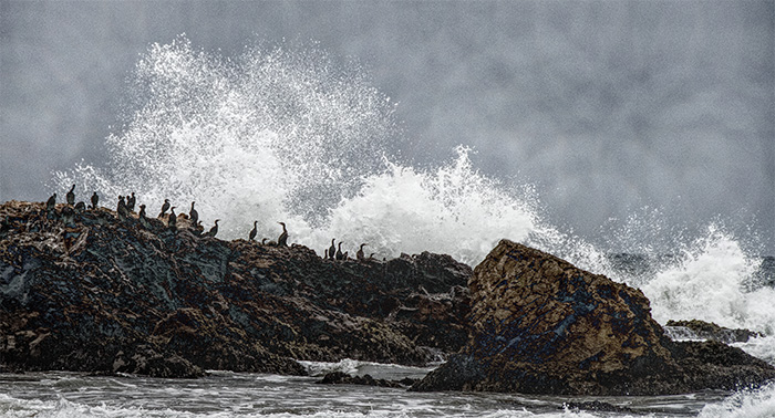 Cormorants, Pescadero Point, CA