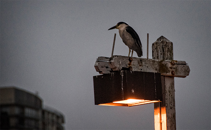 Harbor Watchman, Black Crowned Night Heron