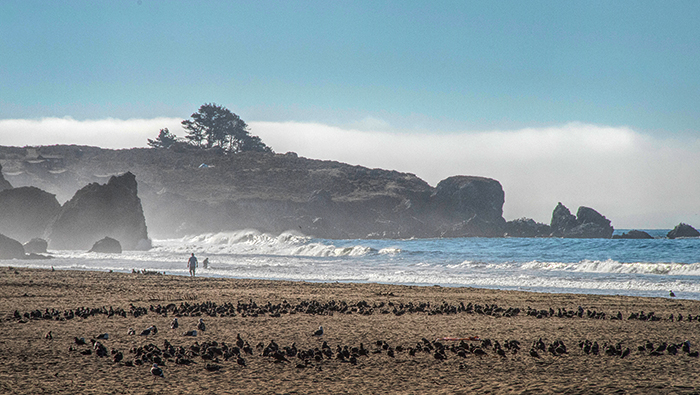 Sonoma Coast