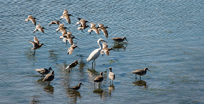 Bodega Bay