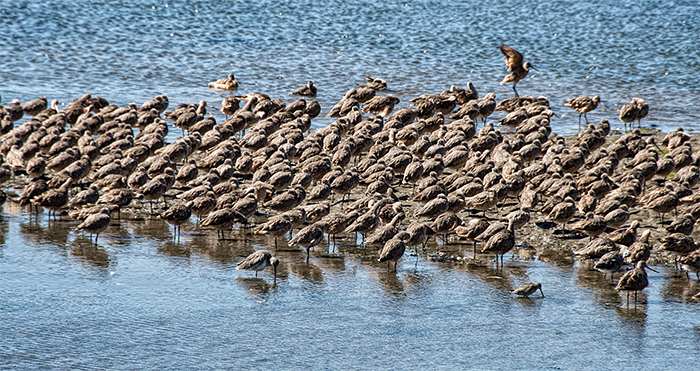 Bodega Bay