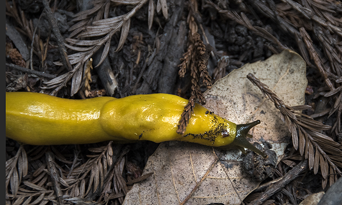 Banana Slug