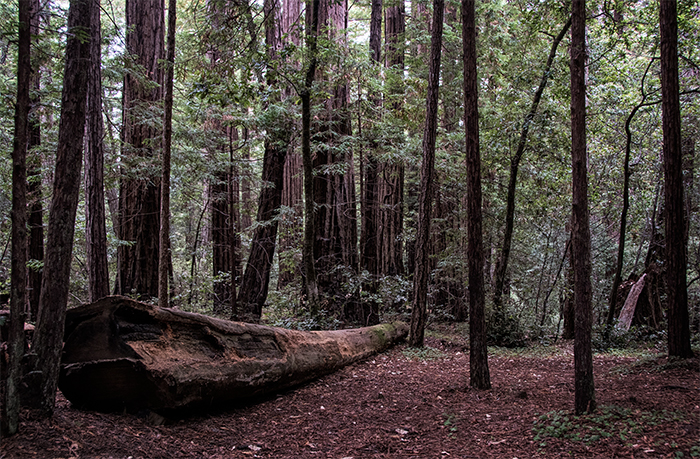 Coastal Redwoods