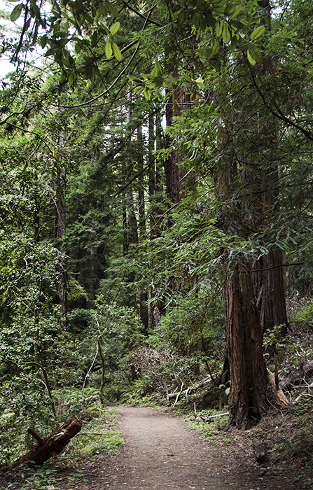 Coastal Redwoods