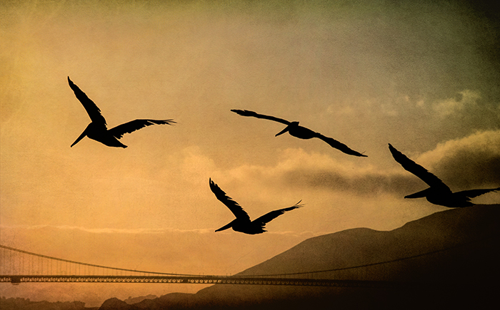 Evening Flight of Brown Pelicans