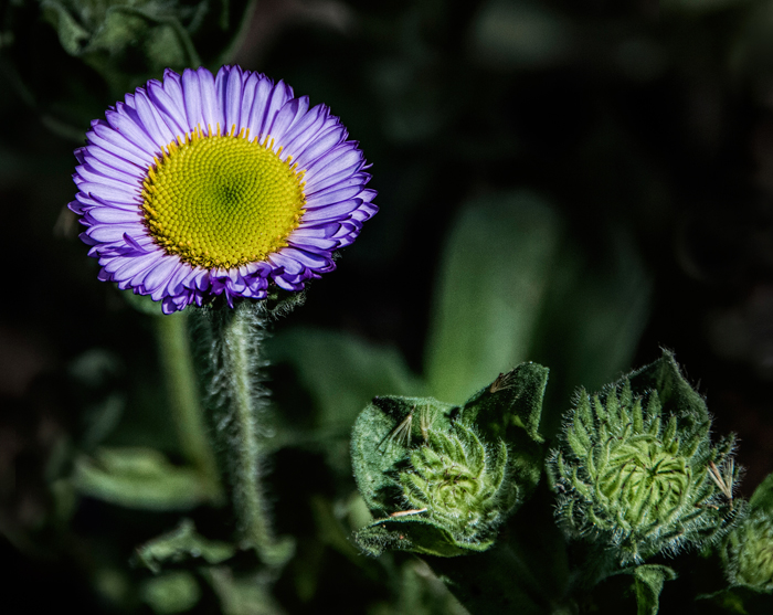 Those Wildflowers