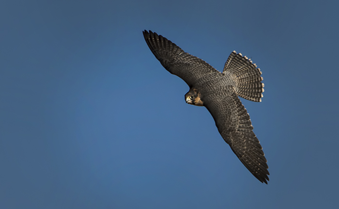 Peregrine Falcon