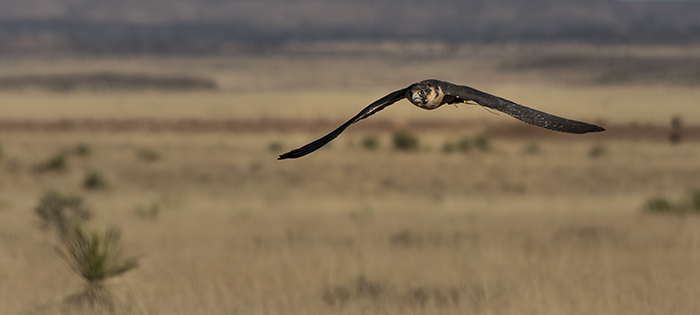 Peregrine Falcon