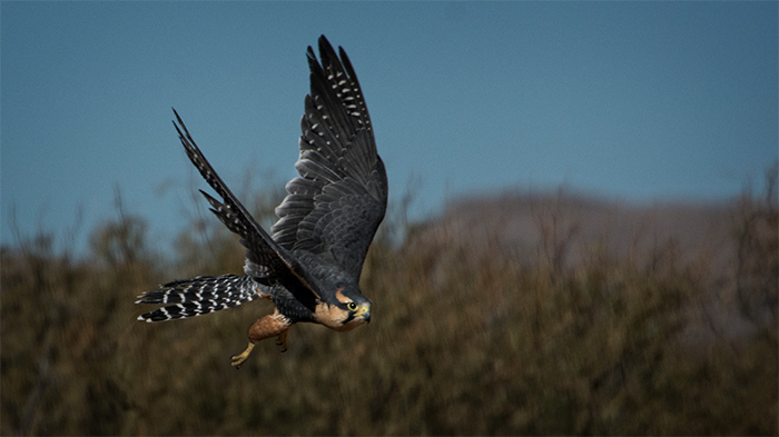 Aplomado Falcon