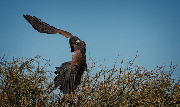 Harris' Hawk, Bosque del Apache 