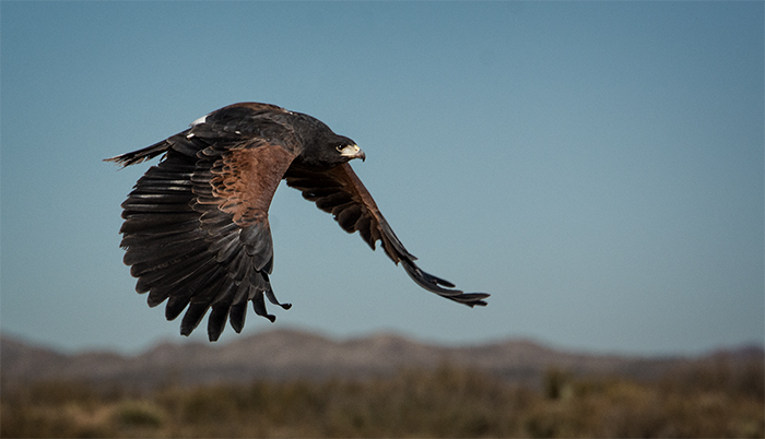 Harris' Hawk, Bosque del Apache 