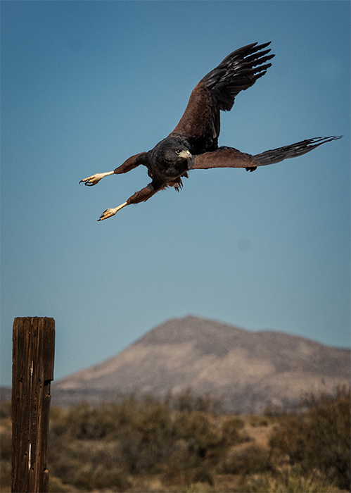 Harris' Hawk, Bosque del Apache 