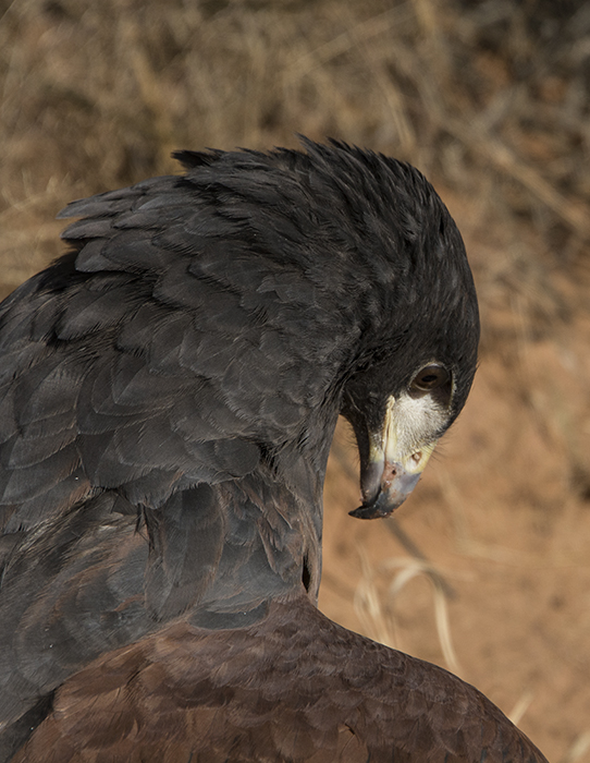 Harris' Hawk, Bosque del Apache 