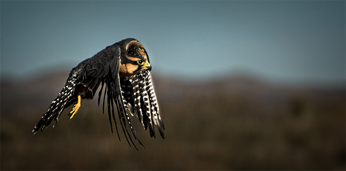 Aplomado Falcon