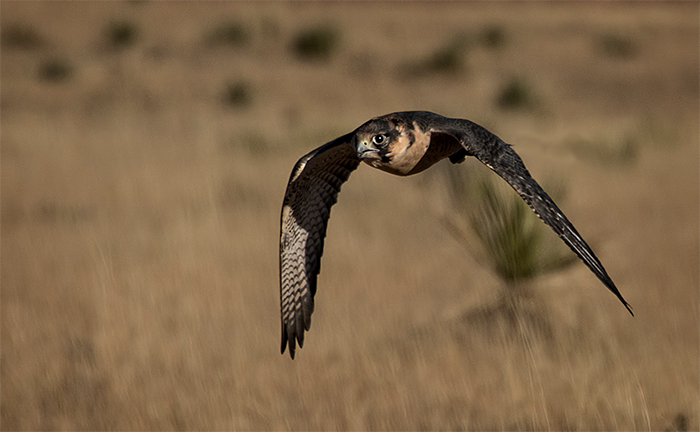 Peregrine Falcon