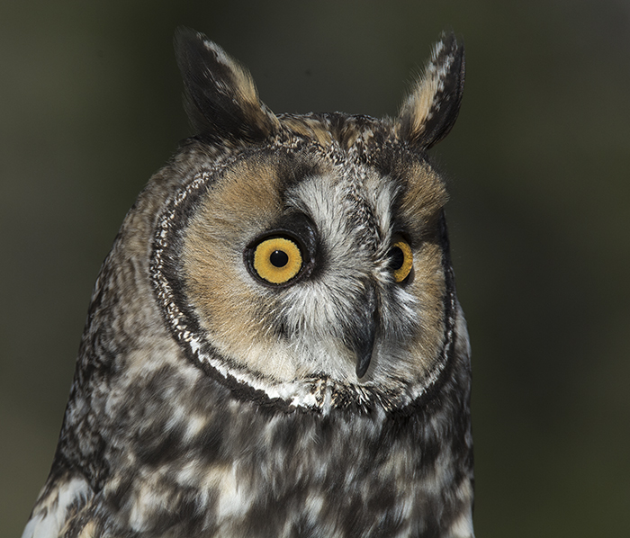 Long-eared Owl