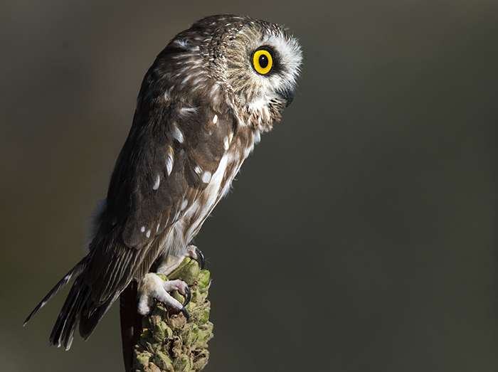 Western Saw-whet Owl