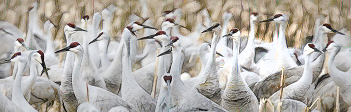 Gathering Cranes
