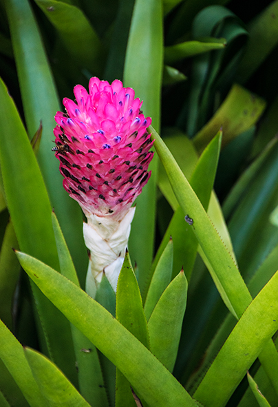 Krabi Flora