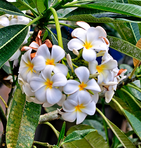 Plumerias