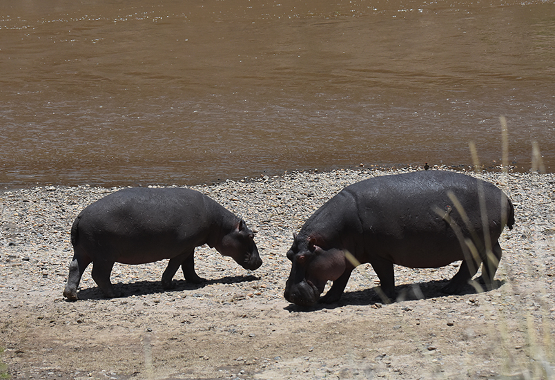 Hippos