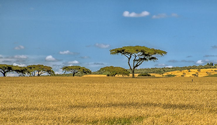 Wide-Open Kenya