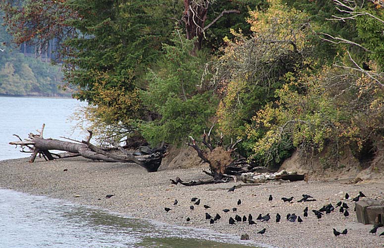 beach time for crows