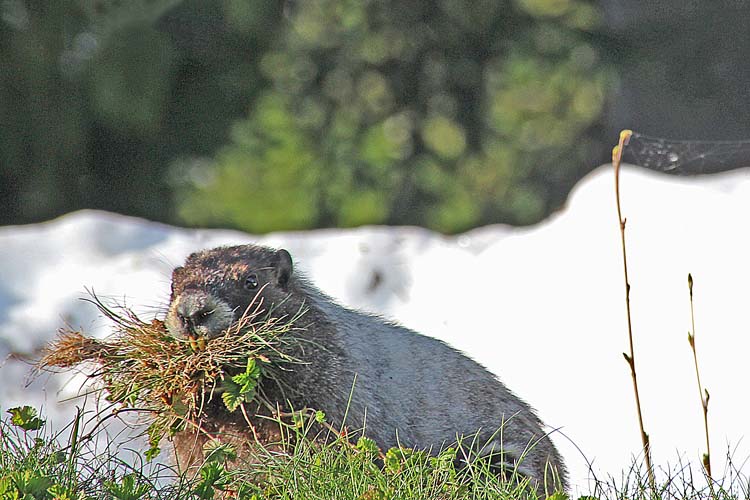 14 marmot