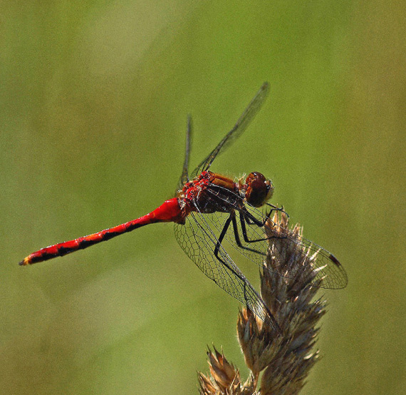 Dragon  Fly - Orono 7-16-11-pf.jpg