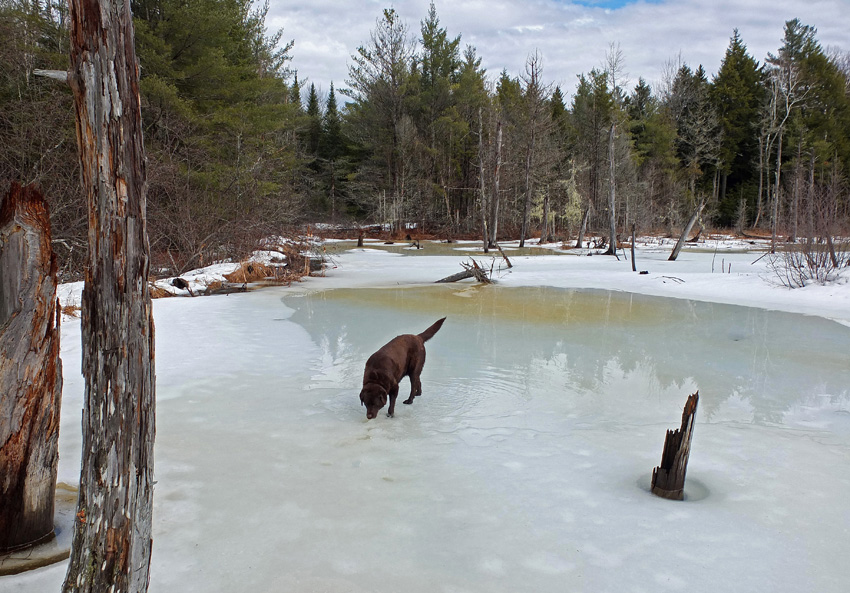 Kelley - Beaver Pond  Sunkhaze 3-2-17-pf.jpg