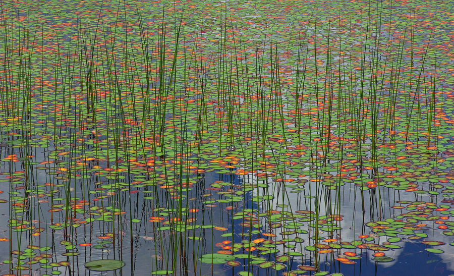 Reeds and Lily Pads Little Long Pond b 7-3-12-pf.jpg