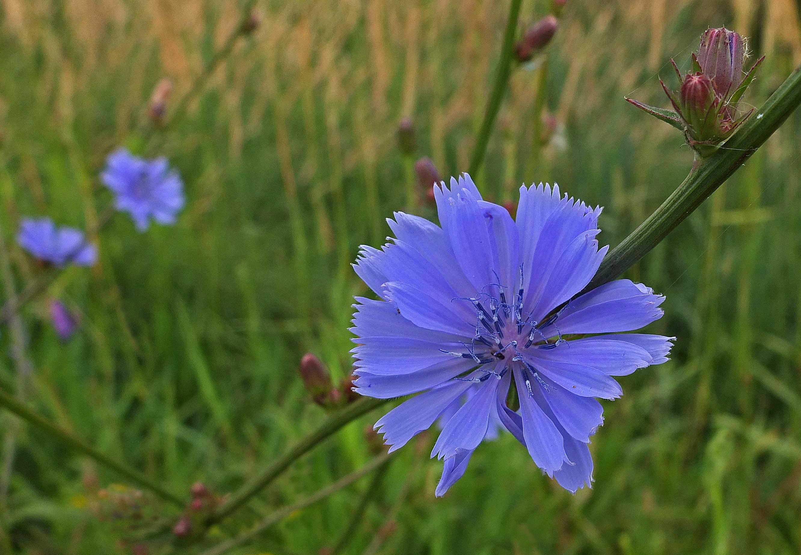 Chicory City Forest 7-12-17.jpg
