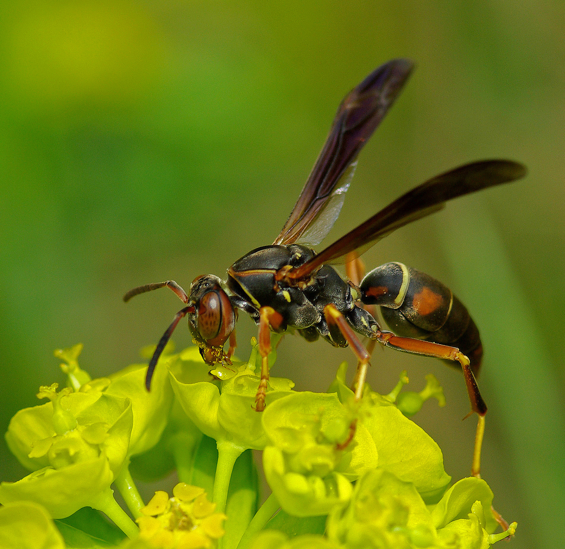 Wasp Orono  b 5-13-12.jpg