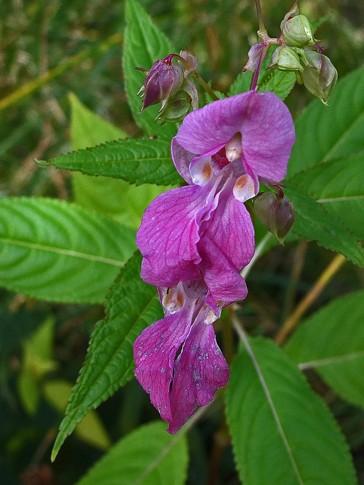 Wildflowers Kenduskeag Stream 9-4-17.jpg