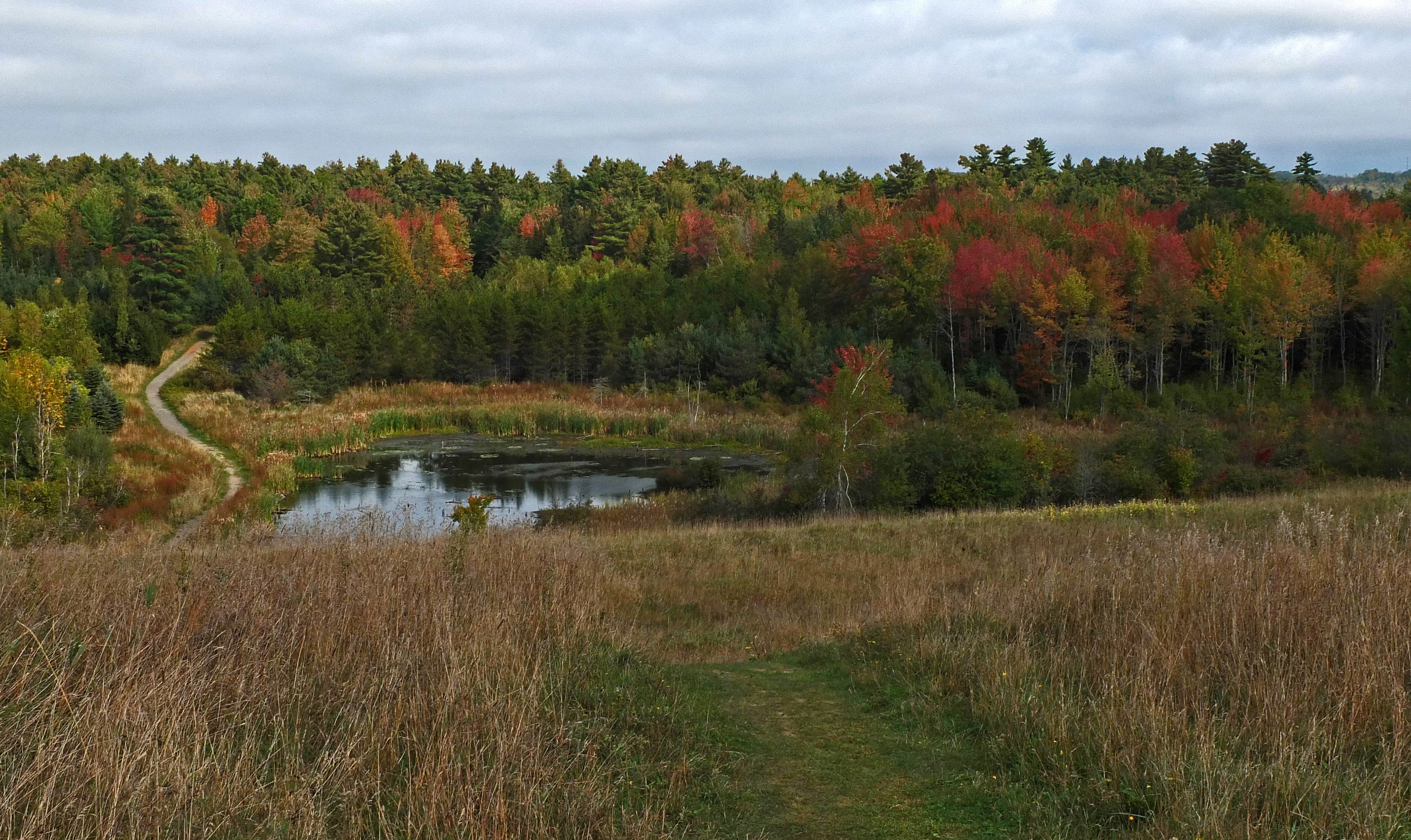 Beaver Pond City Forest 9-27-17  .jpg