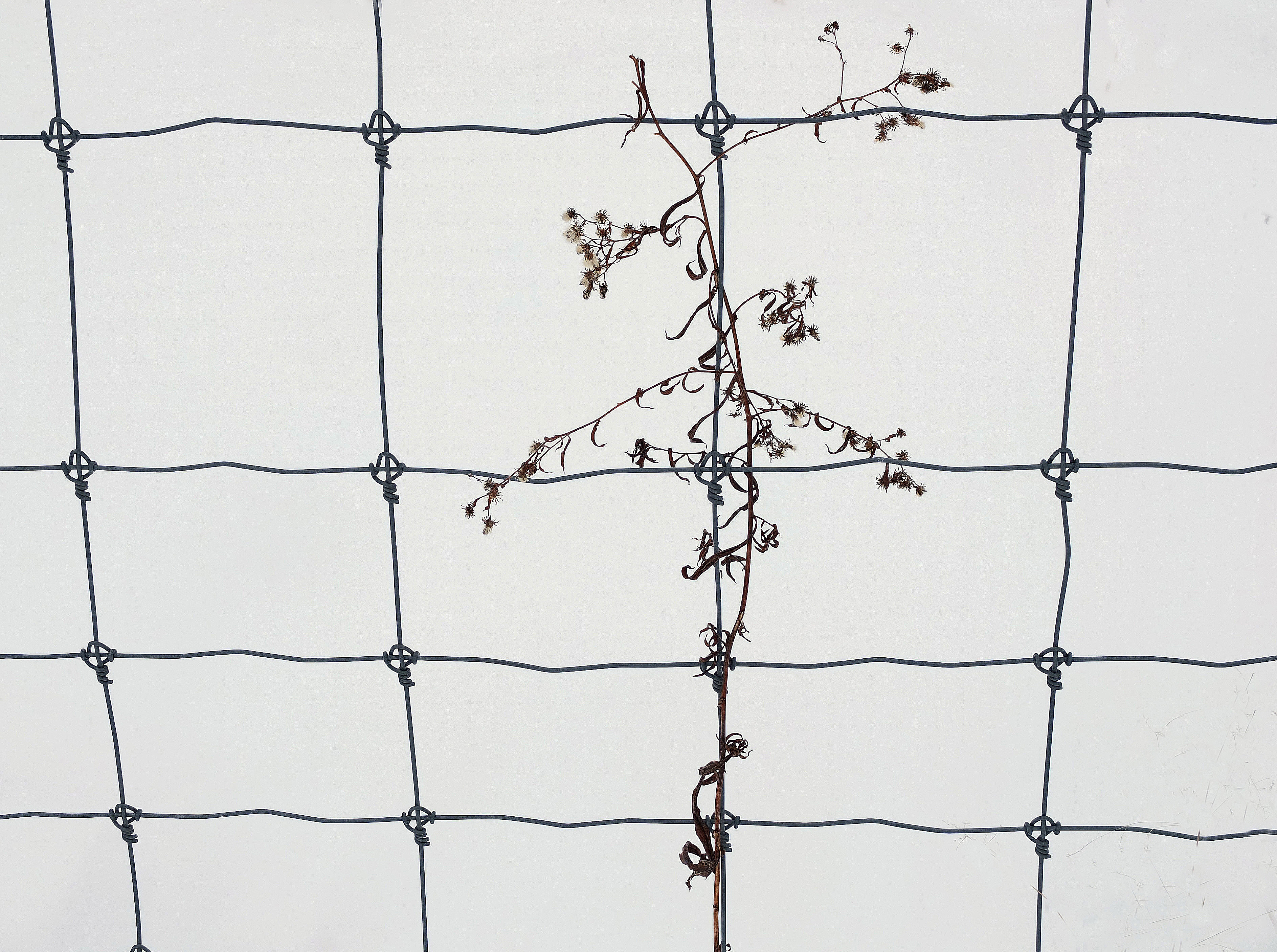 Weed on Fence - Snowmobile Trail 1-15-15.jpg